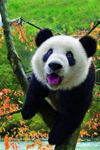 Hello world !