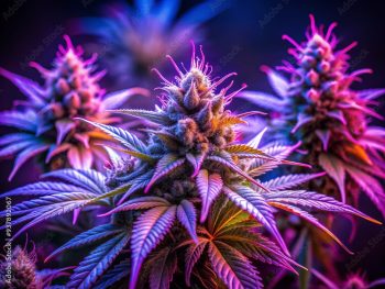 Fleur CBD de la variété Purple Amnésia